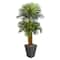 5.5ft. Triple Areca Palm Tree with Slate Planter